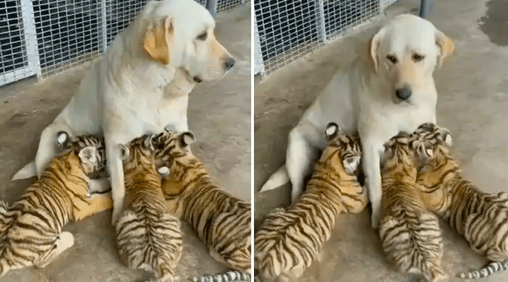 Dog_Feed_Tiger