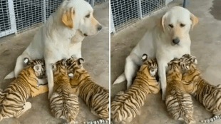 Dog_Feed_Tiger
