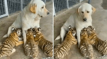 Dog_Feed_Tiger