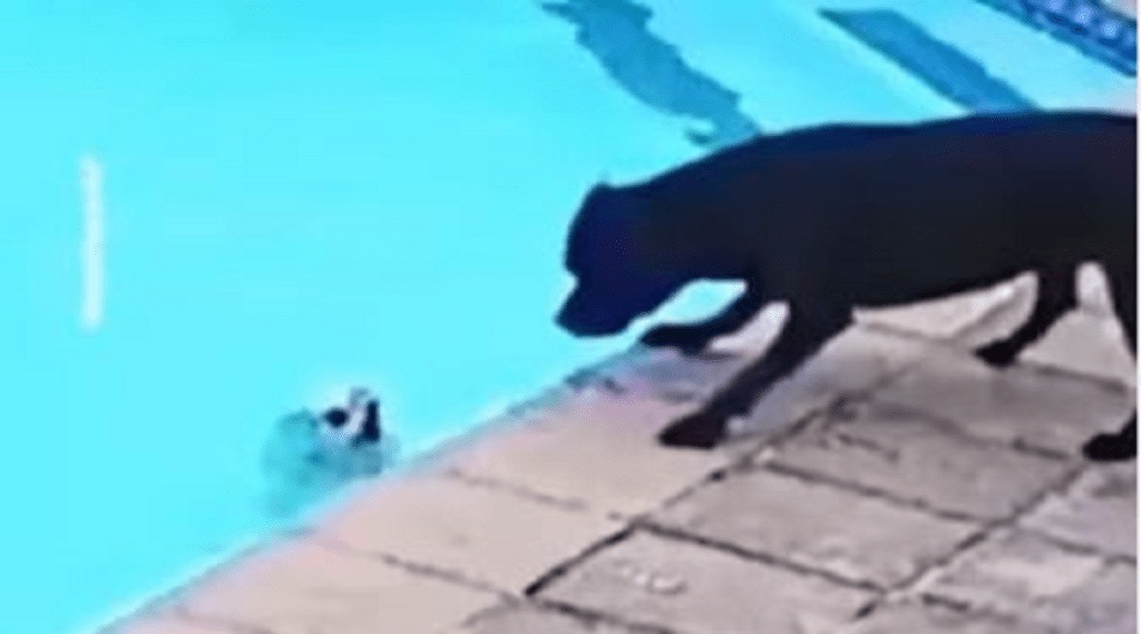 Dog_Save_Life