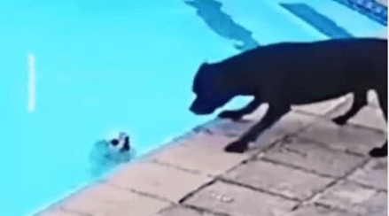 Dog_Save_Life