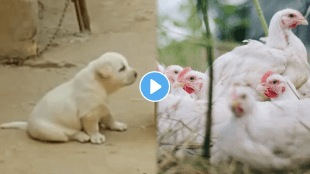 Dog_Viral_Video