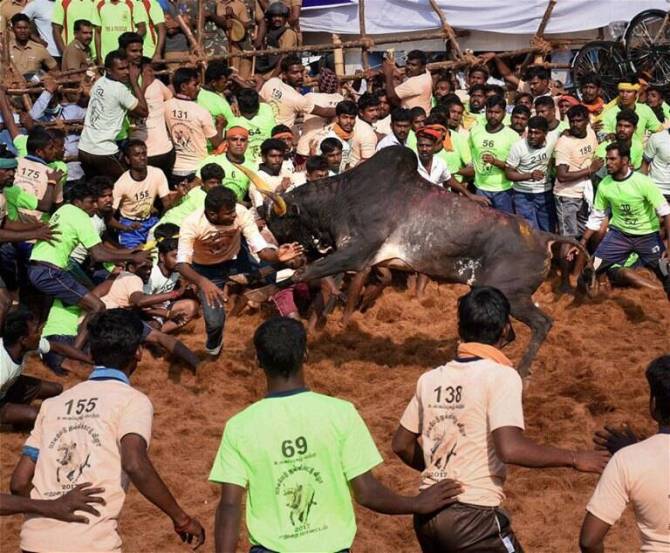 Jallikattu Here is Everything You Need to Know About the Bull Taming Sport played in tamil nadu