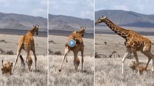 Jiraffe_Lion