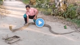 King_Cobra