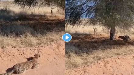 Leopard-Attacked-On-Deer