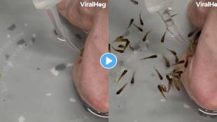 Mouthbrooding-Fish