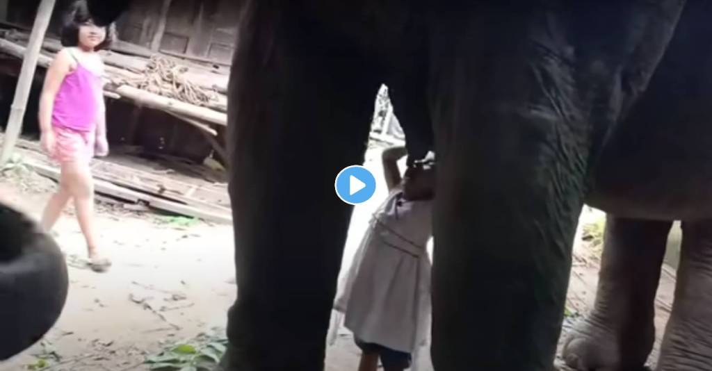 Elephant-Milk