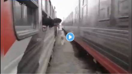 Horse-Video-Viral
