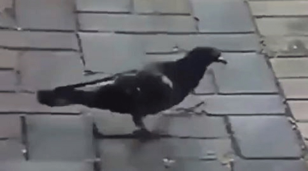 Pigeon_Dance