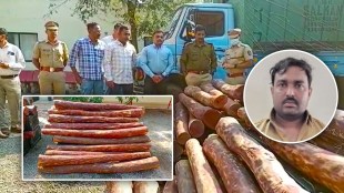 Sangli, Rakt Chandan, Red Sandalwood