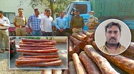 Sangli, Rakt Chandan, Red Sandalwood