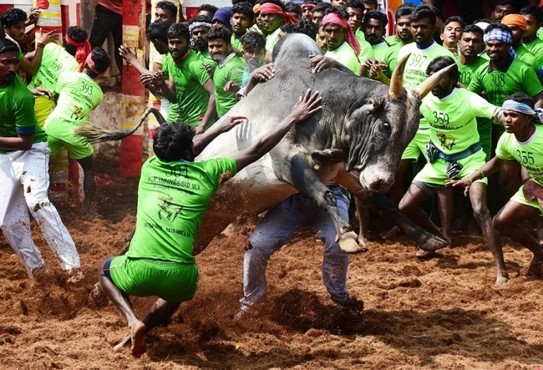 Jallikattu Here is Everything You Need to Know About the Bull Taming Sport played in tamil nadu