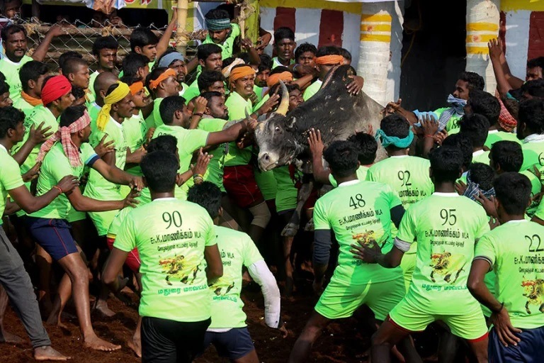 Jallikattu Here is Everything You Need to Know About the Bull Taming Sport played in tamil nadu