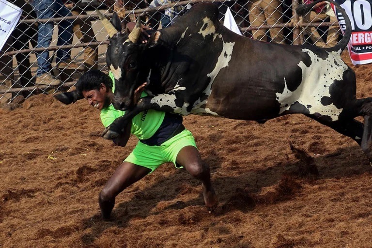 Jallikattu Here is Everything You Need to Know About the Bull Taming Sport played in tamil nadu