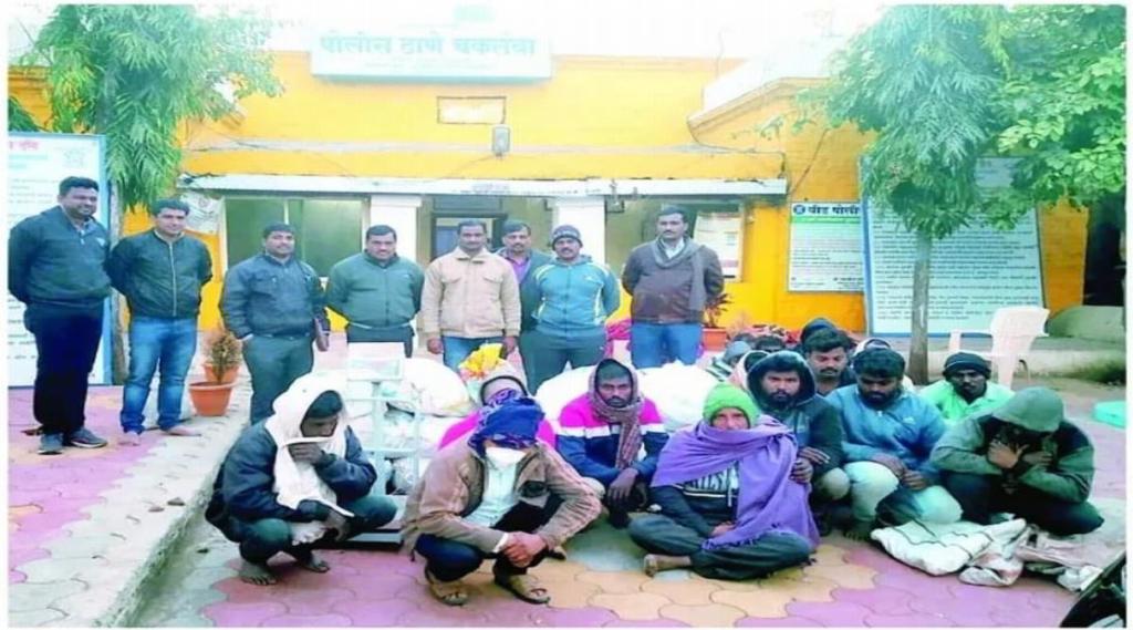 Beed Seventeen people arrested for smuggling sandalwood