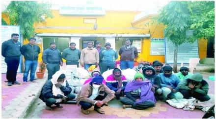 Beed Seventeen people arrested for smuggling sandalwood