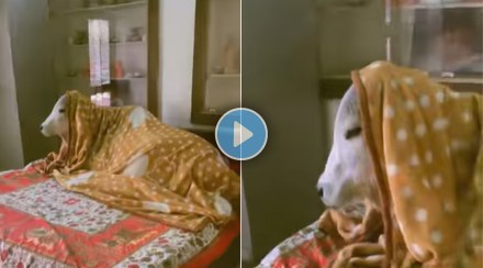 cows bedroom