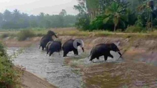 elephant in canal