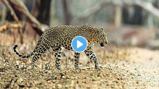 leopard attack