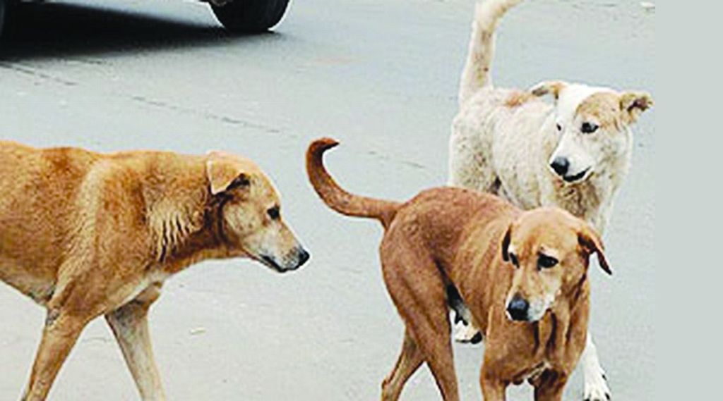street dogs