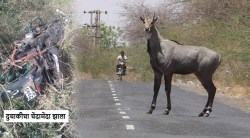 बदलापूर: दुचाकीस्वाराने नील गायीला दिली धडक; विचित्र अपघात २० वर्षीय तरुणाचा मृत्यू, नील गायीनेही सोडला प्राण