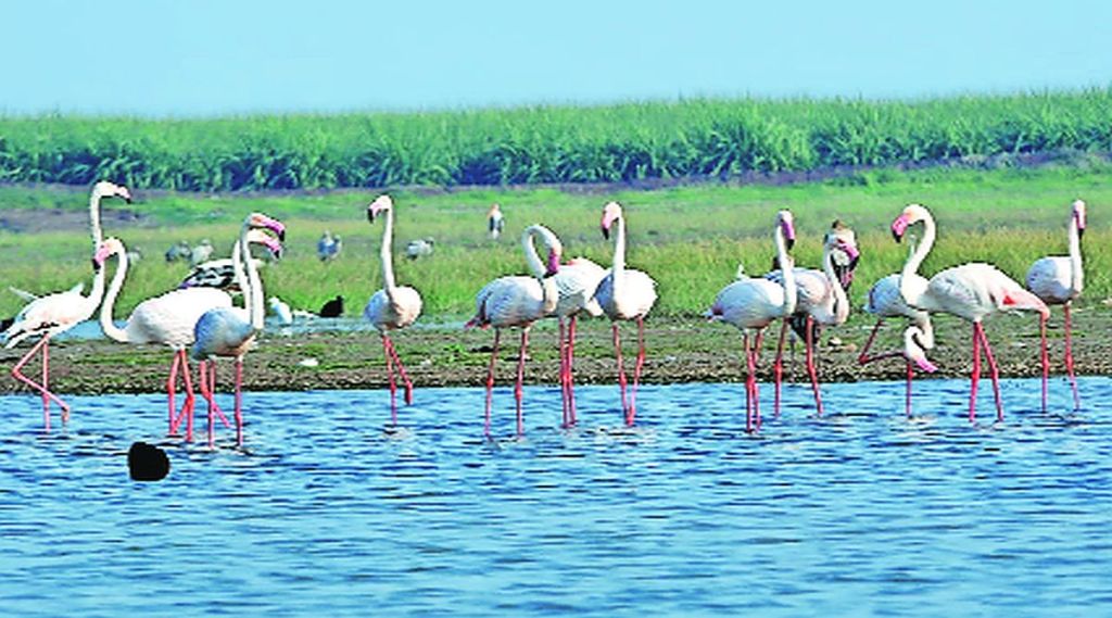 महाराष्ट्राचे भरतपूर अशी ओळख असणाऱ्या नांदुरमध्यमेश्वरमध्ये पक्ष्यांचे संमेलन