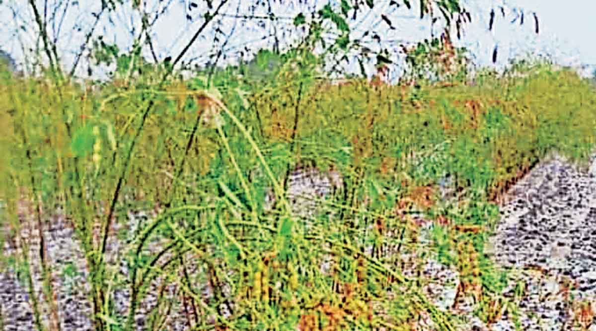 heavy rains and unseasonal rains damage crop in west vidarbha zws 70 ...