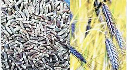 लोकशिवार : ‘काळय़ा गव्हा’ चा प्रयोग!