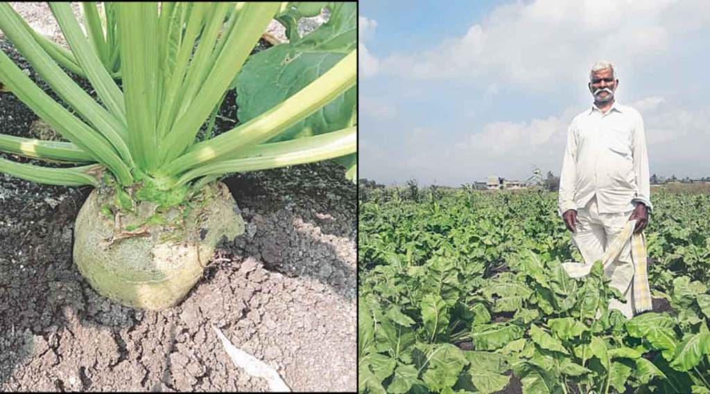 पुरबुडीत शेतीत शर्कराकंदची लागवड