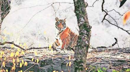 tiger