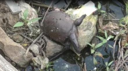 85turtles die in Gauripada lake of Kalyan