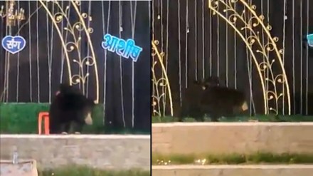 Bear in Wedding Reception