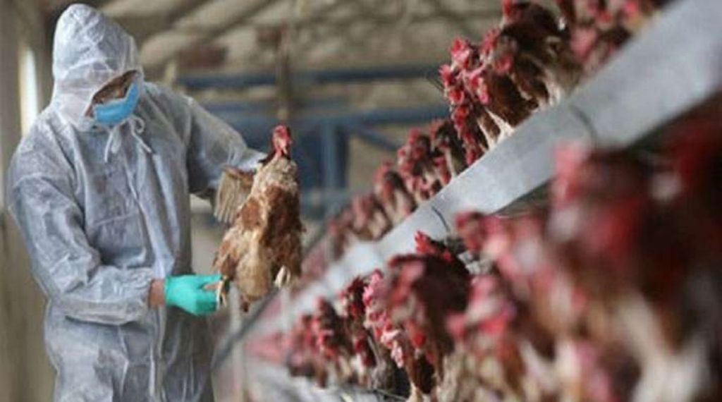 Bird Flu, Thane, Shahapur,
