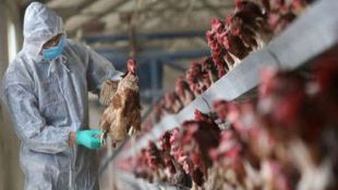 Bird Flu, Thane, Shahapur,