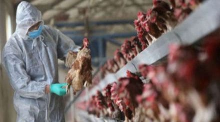 Bird Flu, Thane, Shahapur,