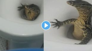 Monitor Lizard viral video