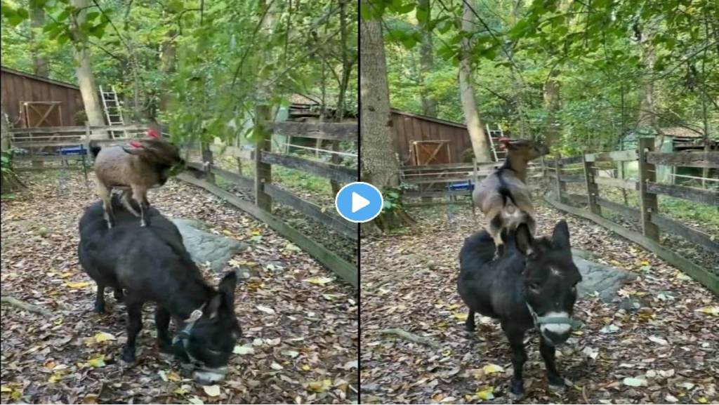 Goat-Donkey-Teamwork