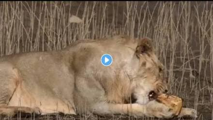 Lion-Turtle-Video-Viral