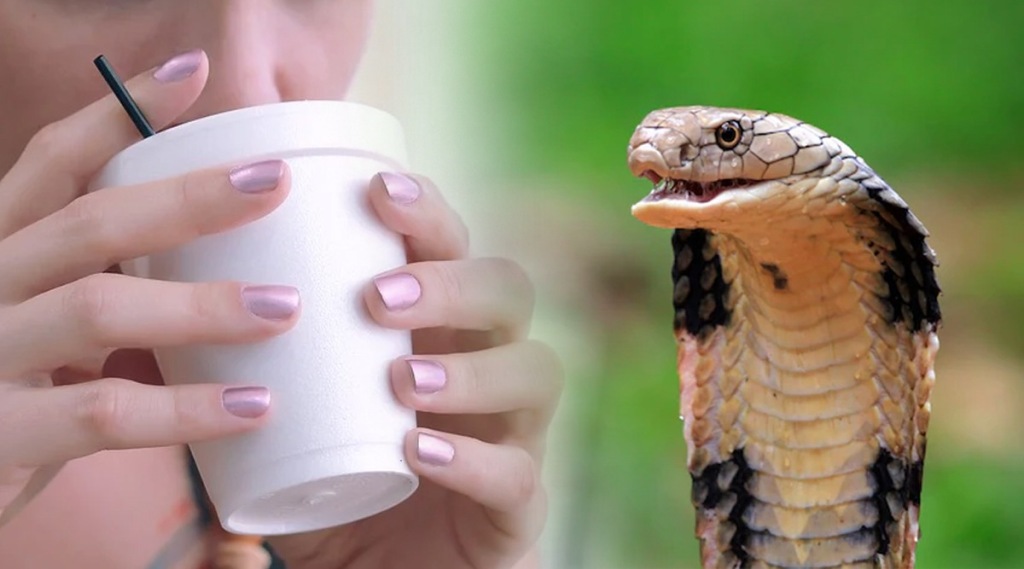 Snake_Blood