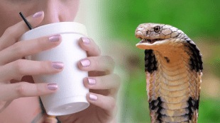 Snake_Blood