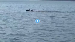 कोयना अभयारण्यातील शिवसागर जलाशयात सांबराची स्विमिंग पाहून पर्यटक आश्चर्यचकीत, व्हिडीओ व्हायरल