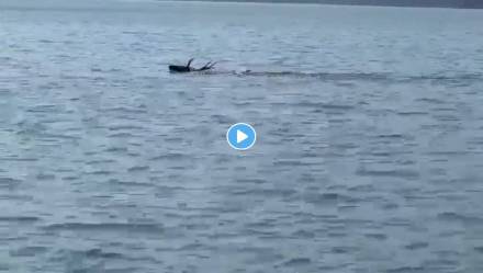 Deer-Swimming-Viral-Video