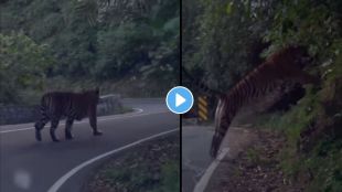 Tiger walk on highway
