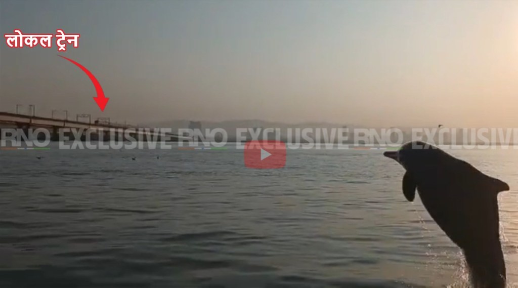 Video dolphin in vashi creek
