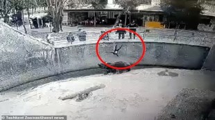 Woman throw daughter in bear enclosure