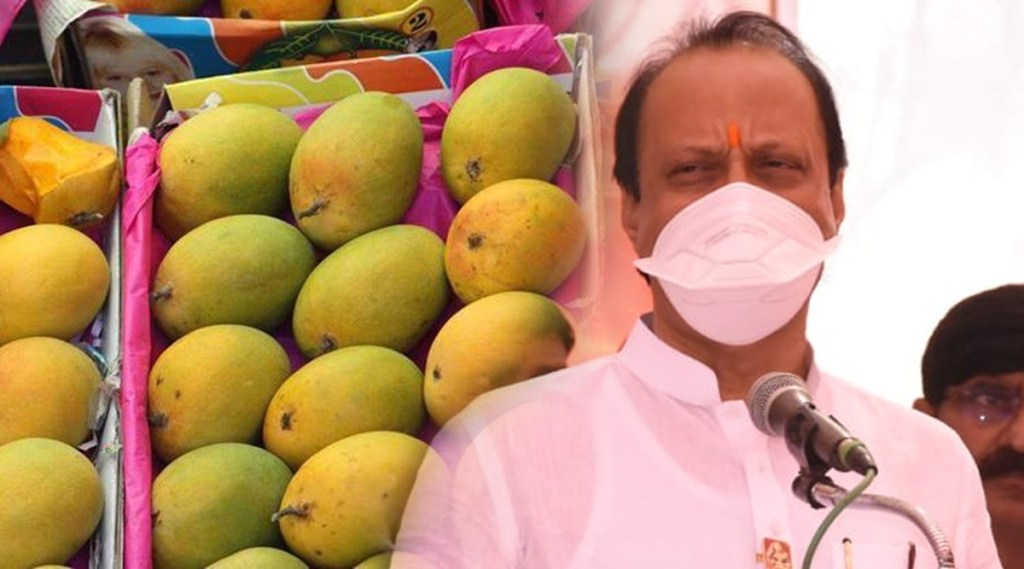 जुन्नरच्या हापूस आंब्याला भौगोलिक मानांकन मिळवण्यासाठी प्रयत्न करणार; अजित पवार