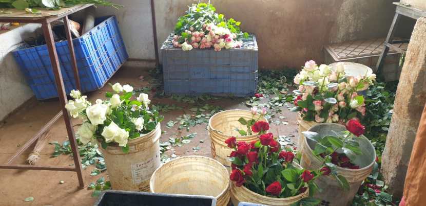 गुलाबाच्या फुलाला व्हेंलटाईन डेच्या निमित्त विशेष महत्व आहे. त्यामुळे व्हेंलटाईन डे पर्यंत गुलाबाच्या फुलांना बाजारामध्ये चांगला भाव मिळणार आहे.