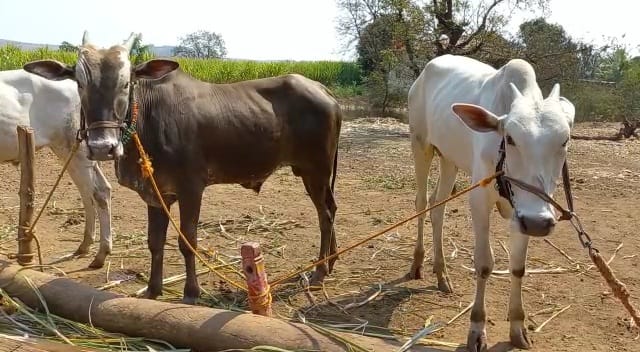 नानांच्या घरी दोन बैलजोड्या आहेत आणि त्या शर्यतीमध्ये भाग घेतात.