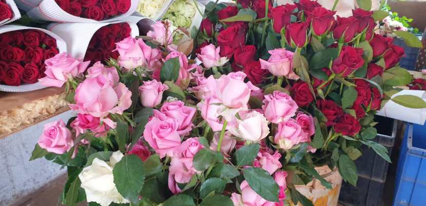 ७ फेब्रुवारी हा दिवस रोझ डे म्हणून साजरा करतात. या दिवशी अनेक प्रेमी आपल्या प्रिय व्यक्तीला गुलाबाचे फुल देऊन आपले प्रेम व्यक्त करतात.